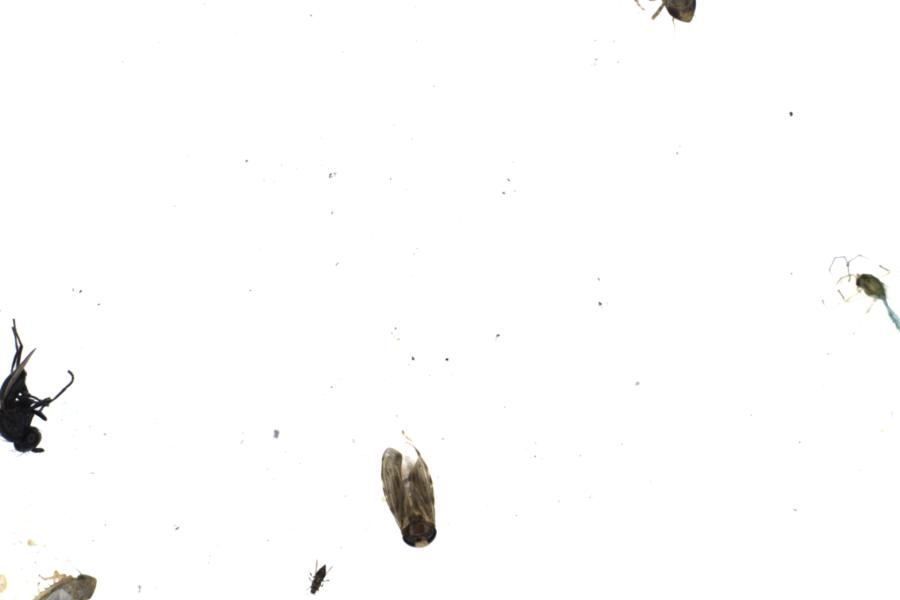 Image 26